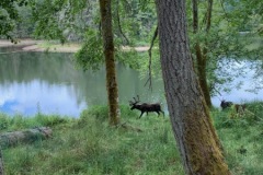 Norhtwest WIldlife Trek Park Washington