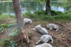 Norhtwest WIldlife Trek Park Washington