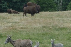 Norhtwest WIldlife Trek Park Washington