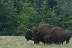 Norhtwest WIldlife Trek Park Washington