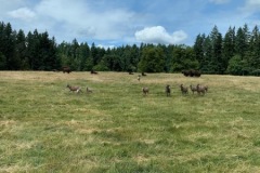 Norhtwest WIldlife Trek Park Washington