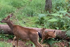 Norhtwest WIldlife Trek Park Washington