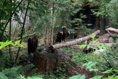 Norhtwest WIldlife Trek Park Washington