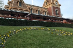 Disneyland Flowers