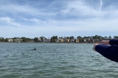 Dolphins - Pontoon Boat Rental - Hilton Head Island