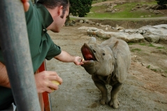 San Diego Wild Animal Park Rhino Feeding